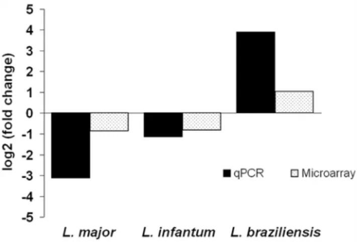 Figure 5. Comparison of L. major infections in BALB/c and Rag2 2/2 c c 2/2 mice. Groups of 5 mice of each strain were inoculated with L