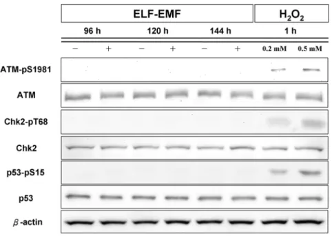 Figure S1 The relative gene expression level of cell cycle-related genes in NHEK cells after ELF-EMF exposure