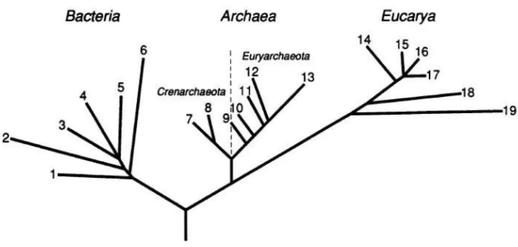 Figure 1. The three domains of life: Bacteria, Archaea and Eucarya, defined by Woese (1987) 