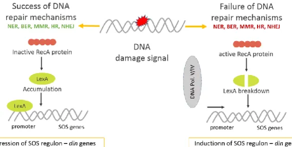 Figure 3 - Overview of SOS response mechanism in E. coli. Adapted from Rastogi et al. (2010)