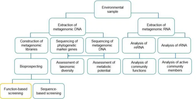 Figure 4 – Diagram of Metagenomics techniques.  Function-based screening is marked in yellow