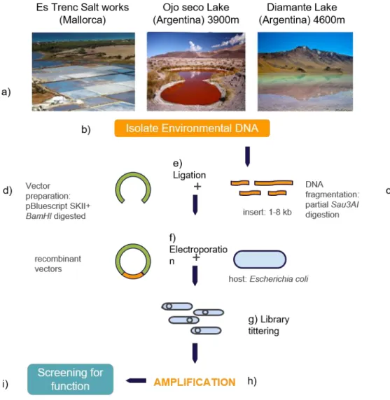 Figure  5.  Scheme  of  the  construction  of  metagenomic  libraries.  a)  Environmental  sample from three  different  environments; b) DNA isolation; c) DNA fragmentation – digestion with Sau3AI enzyme resulting in the optimal  insert size 1-8 kb; d) ve