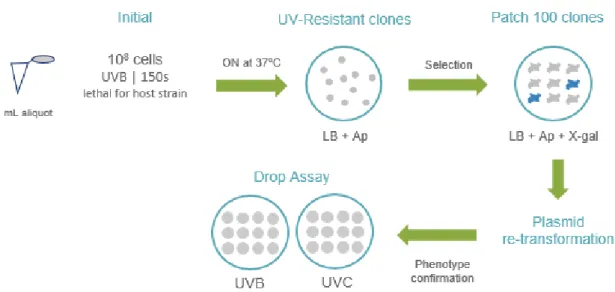 Figure  7.  Steps  of  the  UV  screening.  In  general  for  1  ml  aliquot  the  procedure  was  the  following:  the  initial  screening  consisted in spreading 10 8  cells in LB-Ampicillin plates, and irradiate them with UVB for 150 seconds