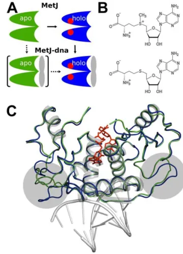 Figure 1. MetJ activation and SAM binding mode. (A) Schematic representation of MetJ activation