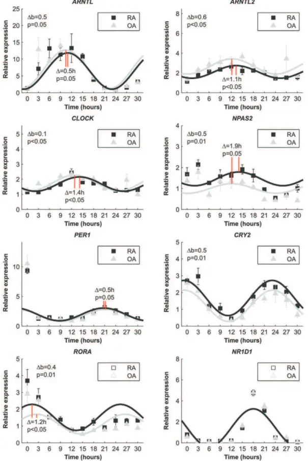 Figure 3. Relative clock gene expression over time after serum shocked primary fibroblasts