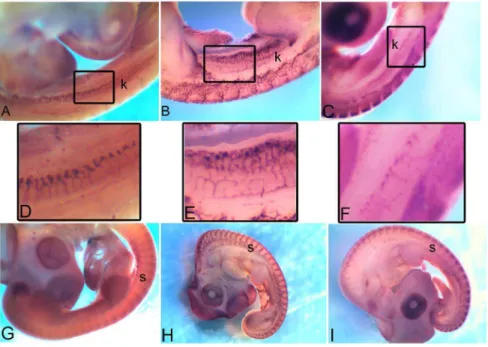 Figure 12. Vascular endothelial-like expression of CAMs. Expression of Kdr , Cdh5 and Pcdh1 marking kidneys (A, B, C, D, E, F) and somites (G, H, I) respectively at HH22.The rectangular region marked in A, B, C is enlarged in D, E, F respectively