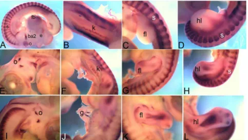 Figure 3. mRNA expression profile of cadherin 4. Expression of Cdh4 detected at HH18 in second branchial arch, otic vesicle, eye, forebrain, somites (A), at HH22 in kidney (B), somite, forelimb (C), hindlimb (D), at HH26 in first otic vesicle (E), kidney (