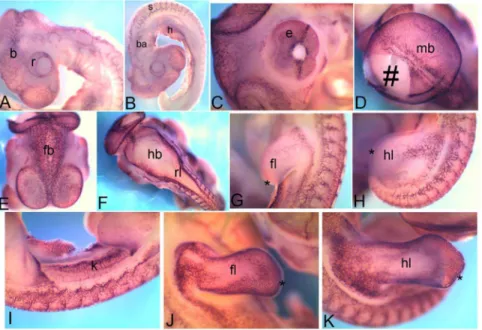 Figure 4. mRNA expression profile of cadherin 5 . Expression of Cdh5 at HH18 in brain, retina (A), somites, heart, branchial arch (B), at HH22 in eye (C), midbrain (D), forebrain (E), hindbrain and rhombic lip (F), forelimb (G), hindlimb (H), kidney (I), a