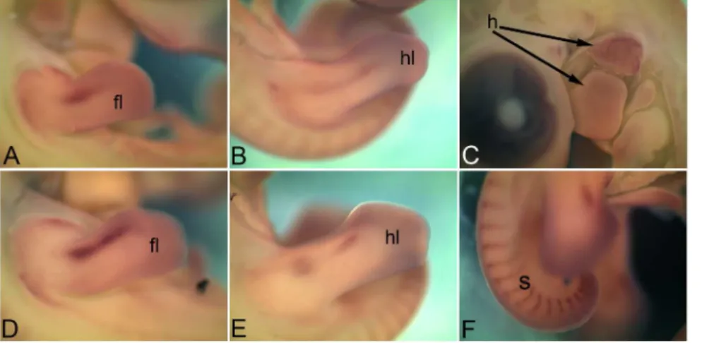 Figure 7. mRNA expression profile of cadherin 23 . Expression of Cdh23 at HH18 in otic vesicle and branchial arch (A), at HH22 in kidney (B), caecum (C), somites (D), at HH26 in forelimb (E), hindlimb (F), kidney (G), otic vesicle (H) and caecum (I)