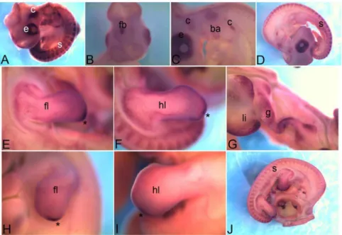Figure 9. mRNA expression profile of protocadherin 8 . Expression of Pcdh8 is detected in otic vesicle at HH18 (A), and HH22 (B), at HH26 in somites (C), in forelimb (D), hindlimb (E) and gut tube (F)