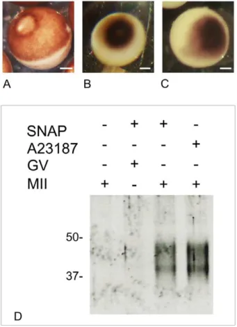 Table 1. Effect of nitric oxide donor SNAP on parthenogenetic activation of matured oocytes (2 hours incubation).