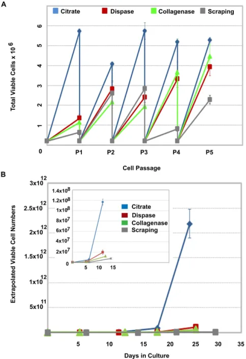 Figure 4. Post-detachment cell viability impacts the rate of cell expansion. (A) Comparison of cell numbers generated over 5 passages in mTeSR TM 1 on Matrigel TM using conventional colony scraping, Collagenase IV, Dispase or a 1 mM, 570 mOsmol/kg hyperton