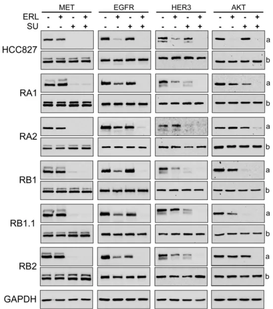 Fig 8. Biochemical analysis of the effects of Erlotinib and MET inhibitors in ERL-resistant NSCLC cell lines
