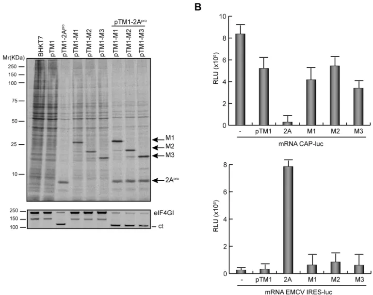 Fig 6. Effect of VSV M proteins on cap- and IRES-dependent translation. (A) Effect of VSV M proteins on cellular translation