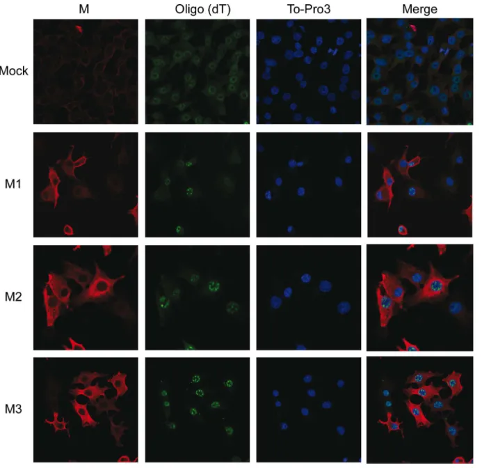 Fig 7. Effect of VSV M2 and M3 expression on nucleus-cytoplasm transport of mRNAs. BHK-T7 cells were transfected for 2 h with pTM1 empty (mock) or pTM1 encoding M1, M2 or M3 proteins