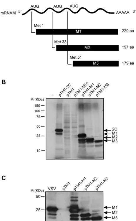 Fig 1. Expression of VSV M1, M2 and M3 proteins in a cell-free system and in mammalian cells