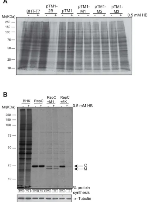Fig 3. VSV M proteins do not alter cell membrane permeability. (A) BHK-T7 cells were transfected with pTM1 empty plasmid or pTM1 constructs encoding M1, M2 or M3 proteins