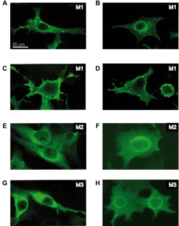Fig 5. Subcellular localization of VSV M proteins. BHK-T7 cells were transfected for 2 h with pTM1 encoding VSV M1 (A-D), M2 (E-F) or M3 (G-H), and fixed 6 h later