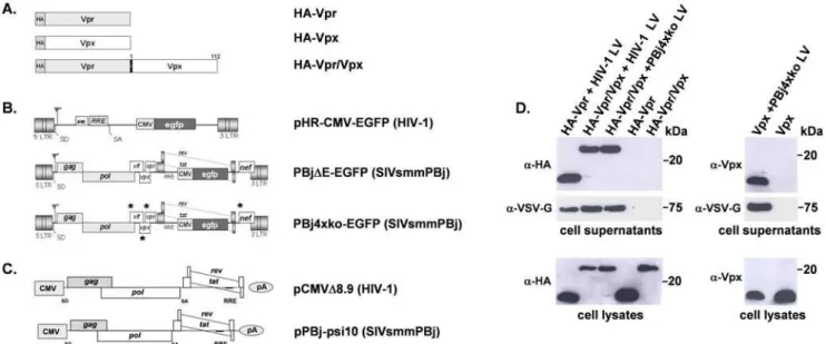 Figure 1. Schematic representation of expression constructs and packaging of Vpr/Vpx fusion proteins into vector particles was detected by Western-blotting