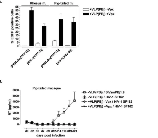 Figure 5. Vpx enables single-round but not full replication of HIV-1 in non-human primate monocytes