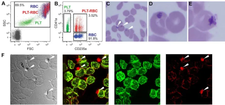 Figure 4. HIV-1 cell-cell infection of PBMC is dependent on PLT. A. RBC, PLT-RBC, and PLT were separated by sorting with FACS as shown in Fig