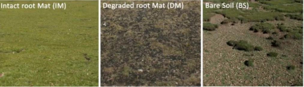 Figure 2. The three defined vegetation classes, (a) intact root Mat (IM), (b) degraded root Mat (DM) and (c) Bare Soil (BS).