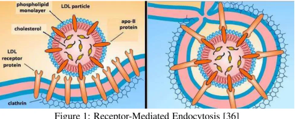 Figure 1: Receptor-Mediated Endocytosis [36]