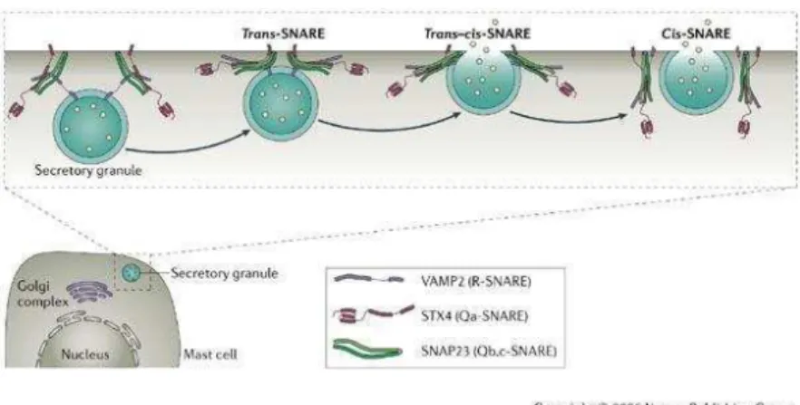 Figure 2: SNARE-Mediated Exocytosis