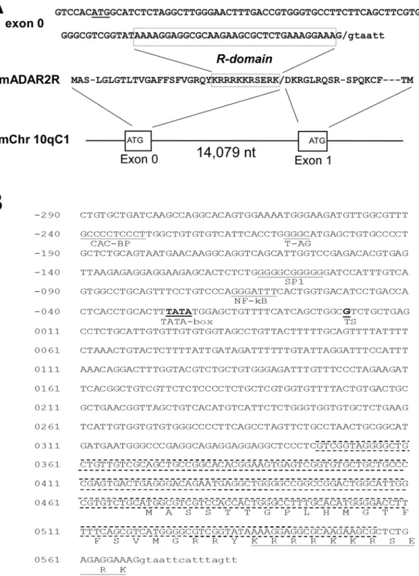Figure 1. A new translated exon in ADAR2. A) Mouse exon 0 nucleotide, amino acid sequence and details of mAdar2 gene structure