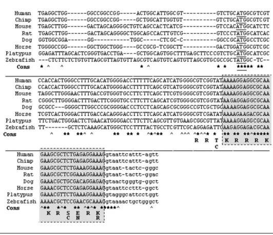Figure 3. The R-domain and exon 0 are conserved across vertebrates. Vertebrate exon 0 sequence alignment including human, chimp, mouse, rat, dog, horse, platypus and zebrafish