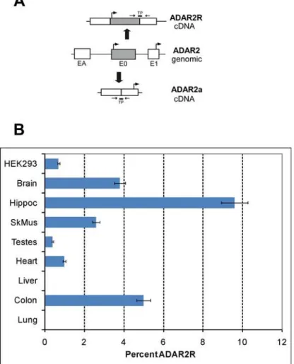 Figure 4. Expression of ADAR2R in human tissues. A) Design of real-time PCR assay for ADAR2 alternative splice forms