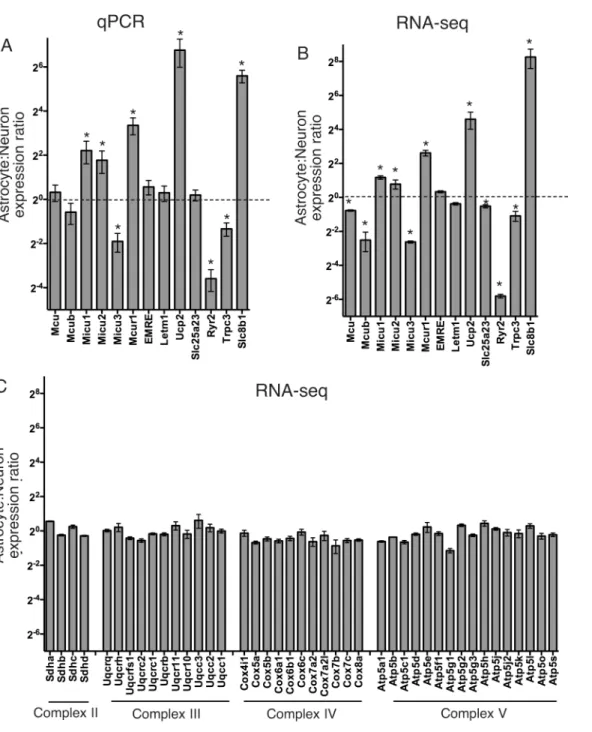Fig 1. Mitochondrial calcium regulatory genes (MCRG) mRNA expression differs between cultured cortical neurons and astrocytes