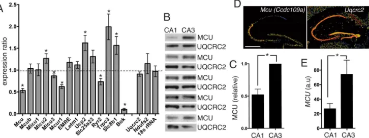 Fig 2. MCRG expression differs between CA1 and CA3 sub-regions of the hippocampus. Adult hippocampal slices were cut, and regions