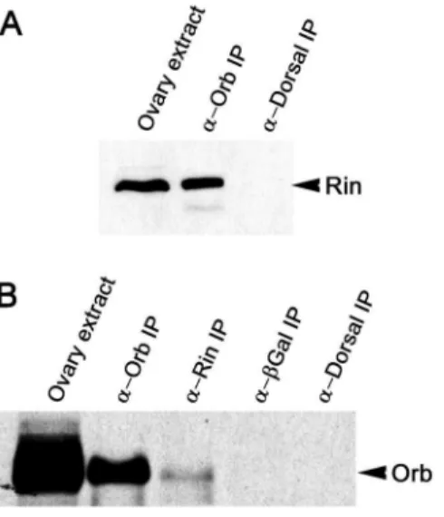 Figure 1. Orb and Rin are components of an RNase-resistant complex. Western blot of proteins immunoprecipitated (IP) with the indicated antibodies and probed on Western blots for Rin (A) and Orb (B)