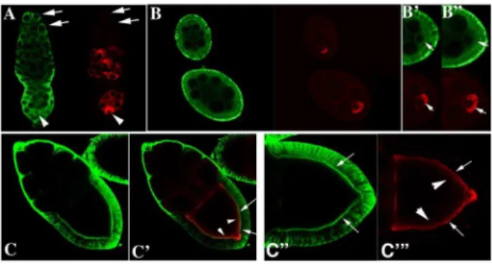 Figure 2. Rin protein expression in ovaries. Confocal analyses of Rin (green) and Orb (red) in the germarium (A), stages 4 and 6 egg chambers (B, B 9 and B 0 ), and a stage 10 egg chamber (C, C 9 , C 0 and C - ).