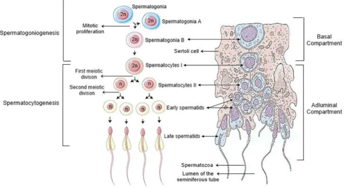 Figure  2  –  First  stages  of  spermatogenesis.  Schematic  representation  of  cell  differentiation  from  spermatogonia  to  spermatids (left) and tissue spatial localization of sperm cell differentiation (right)