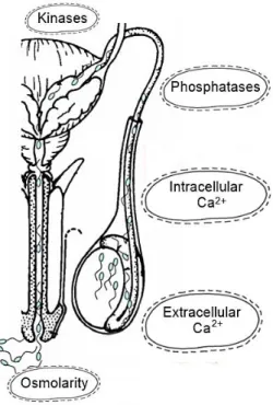 Figure  5 – Extra  and intracellular  factors  affecting  the sperm  motility. Calcium modulate several  enzymes from  the  CaM  complex,  in  which  it  will  stimulate  sperm  motility  through  a  direct  interaction  with  kinases  and  phosphatases