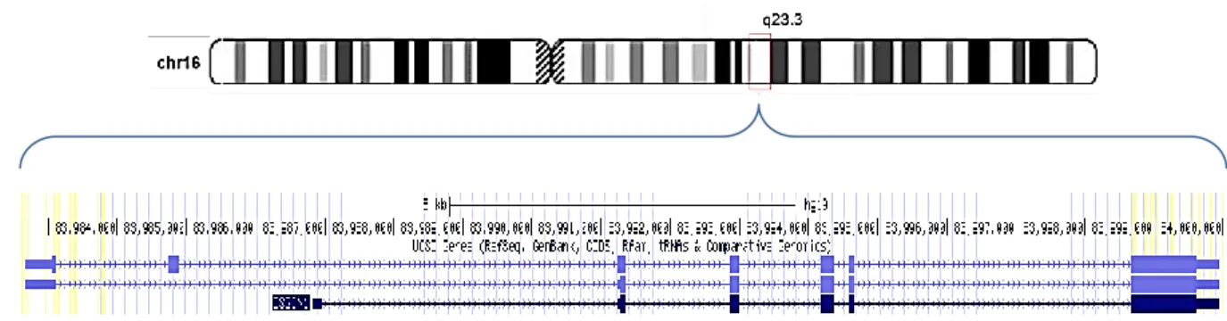 Figure 7 – Chromosome location and gene structure of OSGIN1. OSGIN1 is located on chromosome 16q23.3 and the three  OSGIN1 isoforms are generated by alternative splicing, varying in coding exons numbers (organized in VI or VII exon structure)
