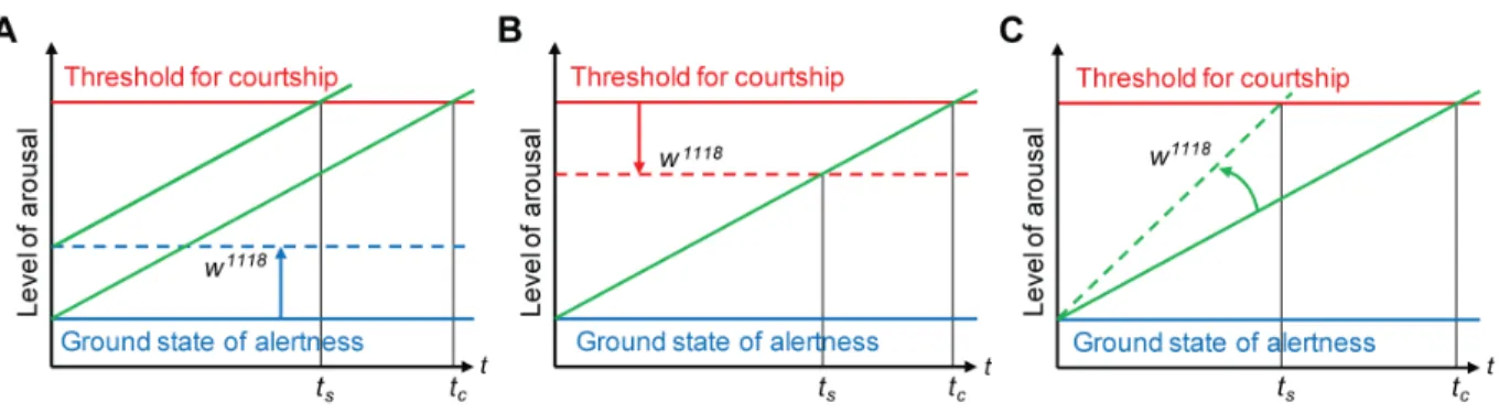 Figure 6. Effect of white mutation on sexual arousal of males. Models explaining possible effects of extra-retinal lack of White function on general sexual arousal of males