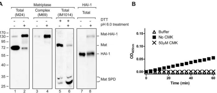 Figure 4. Biotin-RQRR-CMK does not react with matriptase- matriptase-HAI-1 complexes. Eleven days post-confluent Caco-2 cells grown on Transwell filters were labeled with 50 mM biotin-RQRR-CMK at pH 7.4 (lanes 3 and 7), in physiological phosphate buffer pH