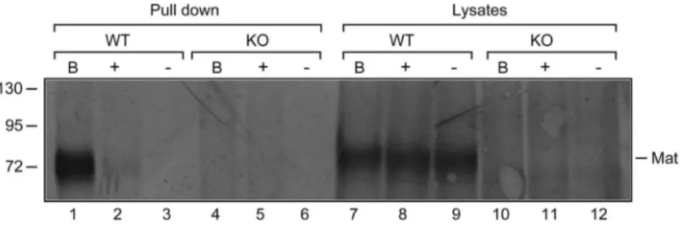Figure 6. Detection of active matriptase in cultured primary murine keratinocytes. Murine keratinocytes were isolated from newborn wildtype (WT) or matriptase-deficient pups (KO) and cultured on collagen-coated plastic