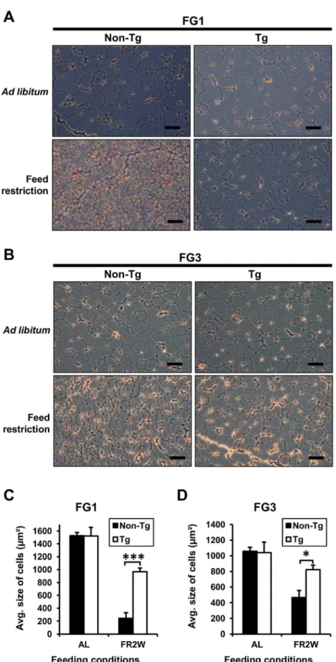 Figure 4. Comparison of fat cell size under the different feeding conditions. (A and B) Histology of fat tissues from transgenic and non- non-transgenic quail of FG1 and FG3