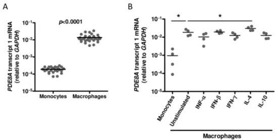 Figure 1. PDE8A expression during macrophage differentiation and polarisation. (A) PDE8A mRNA expression in freshly isolated monocytes and macrophages cultured for 7 days from 32 donors