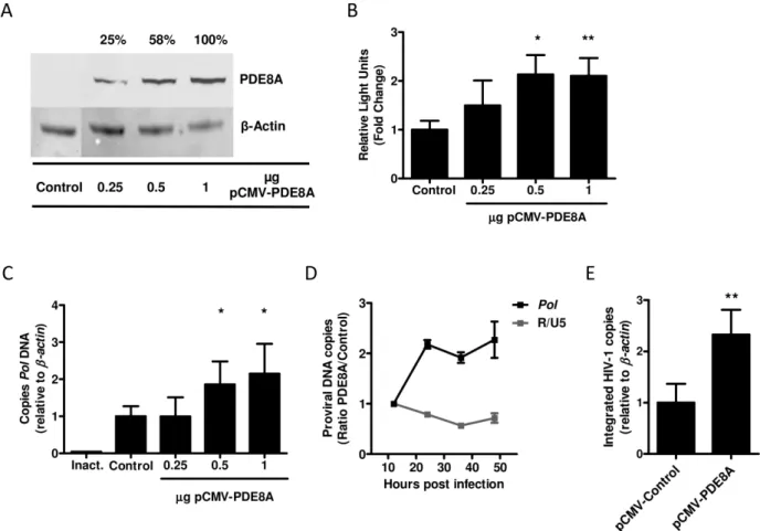 Figure 3. PDE8A supports HIV-1 replication at the level of reverse transcription. (A) HEK293T cells were transfected with different concentrations of pCMV6-PDE8A or an empty vector control