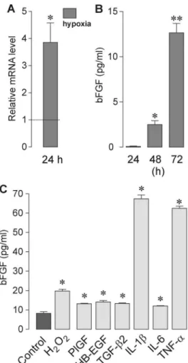 Figure 4. Effects of Mu¨ller-cell-derived soluble factors on growth-related activities of retinal microvascular endothelial cells