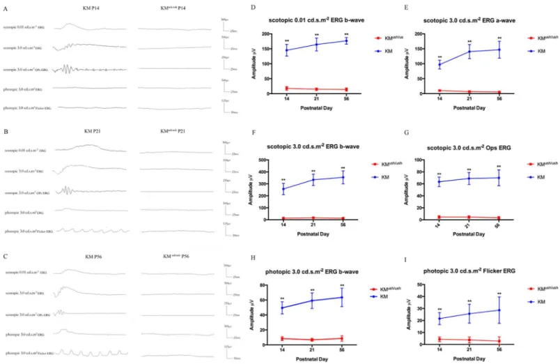 Fig 1. The visual function of KM ush/ush mice decreased compared with controls. (A-C), Responses to scotopic 0.01 cd.s.m -2 , 3.0 cd.s.m -2 , 3.0 cd.s.m -2 OPs ERG, and photopic 3.0 cd.s.m -2 , 3.0 cd.s.m -2 Flicker ERG at P14, P21 and P56 of KM ush/ush an