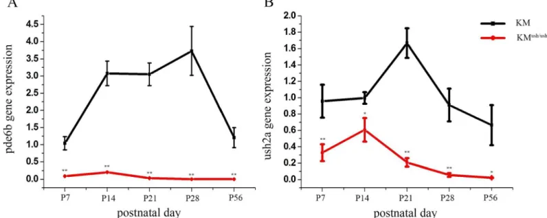 Fig 4. The expression of pde6b and ush2a in KM ush/ush and control mice. The relative expression quantity of pde6b and ush2a