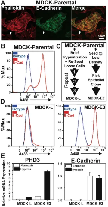 Figure 6. Flow cytometric analysis of E-cadherin in MDCK cells.