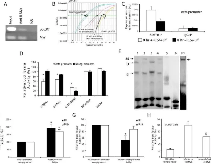 Figure 6. B-Myb binds to and regulates Oct4 promoter activity. A) Chromosomal immunoprecipitation (ChIP) assays were performed with extracts from R1 mES cells