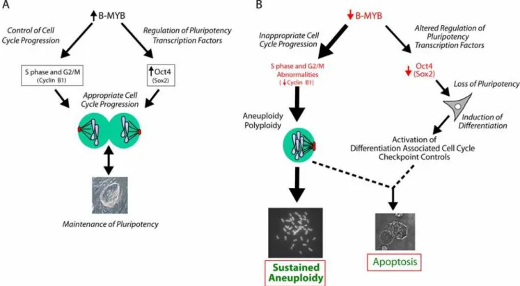 Figure 7. Proposed functions of B-Myb in ES cells. A) Under normal conditions, high levels of endogenous B-Myb promote proliferation through coordination of events in S phase and appropriate transit through G2/M